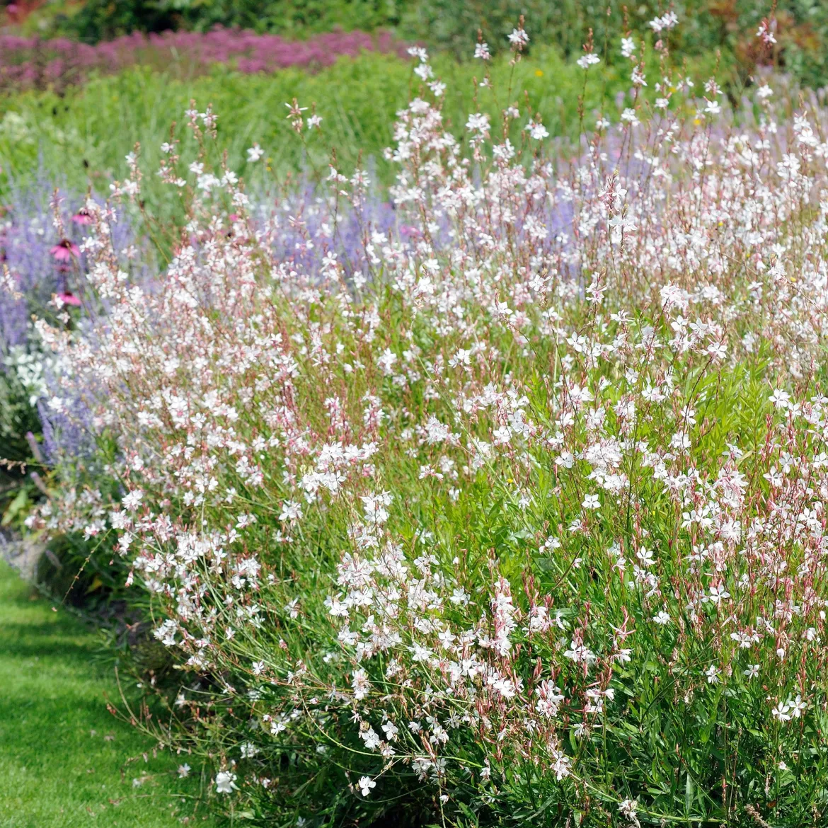 Collection de 7 plantes vivaces pour jardins et pots - Nature en Pot, beauté vivace