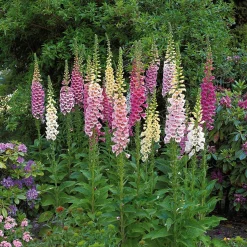 Collection de 9 plantes vivaces pour la mi-ombre - Idéal pour massifs naturels