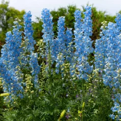 Collection de 11 plantes vivaces pour massifs champêtres - Naturellement intemporelles!