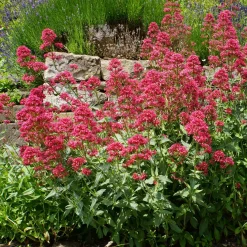 Collection de 11 plantes vivaces pour massifs champêtres - Naturellement intemporelles!