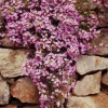 Collection de 13 plantes vivaces rampantes et tapissantes - Effet tapissant rapide