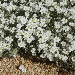 Collection de 13 plantes vivaces rampantes et tapissantes - Effet tapissant rapide
