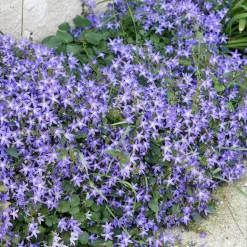 Collection de 13 plantes vivaces rampantes et tapissantes - Effet tapissant rapide