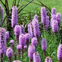 Collection de 15 plantes vivaces - 2 m² - 2 m² de fleurs sans effort