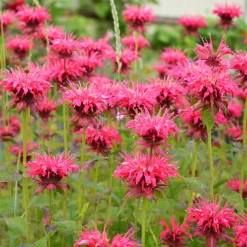 Collection de 15 plantes vivaces - 2 m² - 2 m² de fleurs sans effort