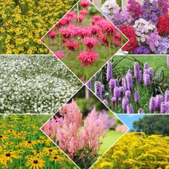 Collection de 15 plantes vivaces - 2 m² - 2 m² de fleurs sans effort