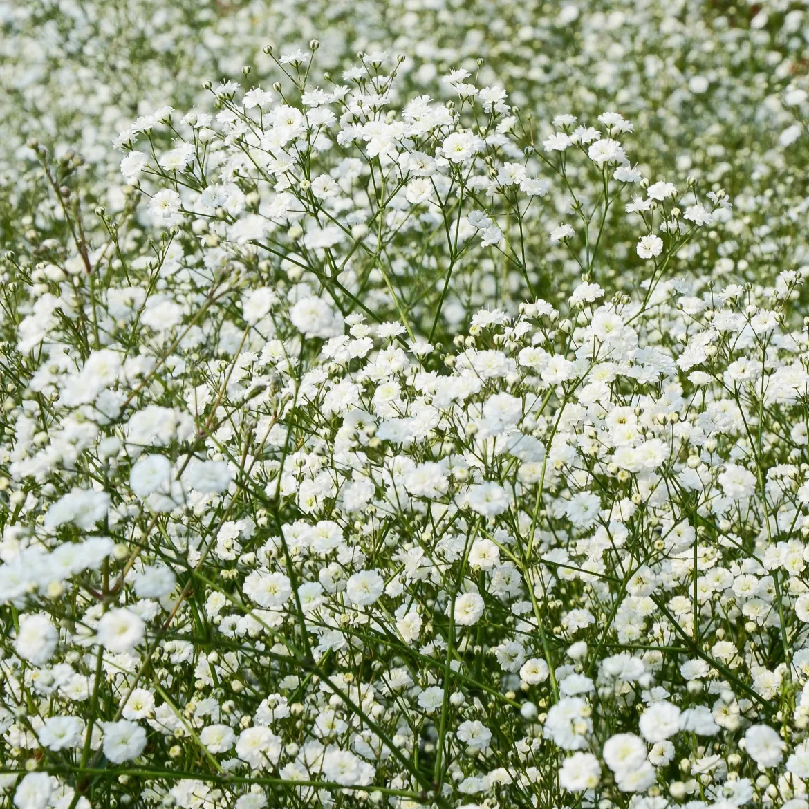 Collection de 15 plantes vivaces - 2 m² - 2 m² de fleurs sans effort