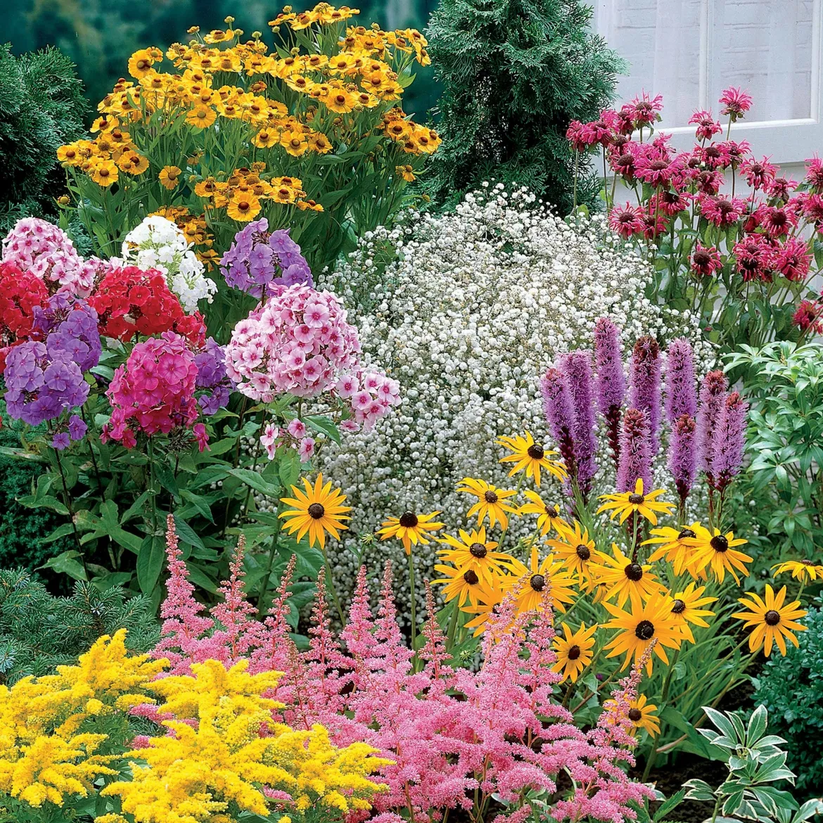 Collection de 15 plantes vivaces - 2 m² - 2 m² de fleurs sans effort