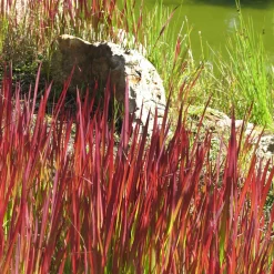 Collection de 7 plantes vivaces à feuillages originaux - Des vivaces colorées