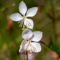Collection de 9 plantes vivaces à fleurs blanches - Lumineuse et élégante