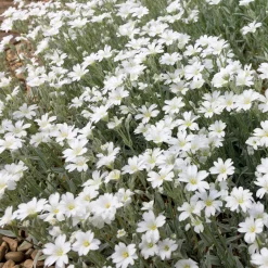 Collection de 9 plantes vivaces à fleurs blanches - Lumineuse et élégante