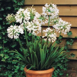 Collection de 9 plantes vivaces à fleurs blanches - Lumineuse et élégante
