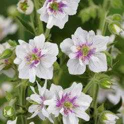 Collection de 9 plantes vivaces à fleurs blanches - Lumineuse et élégante