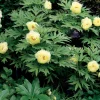 Collection de plantes vivaces aux couleurs tendres - Parfait pour jardins romantiques