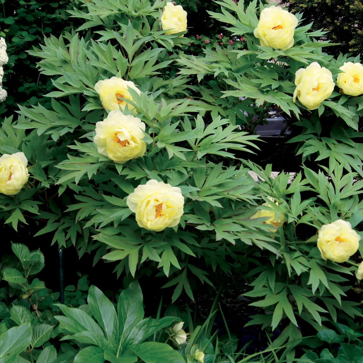 Collection de plantes vivaces aux couleurs tendres - Parfait pour jardins romantiques