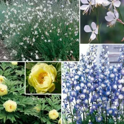 Collection de plantes vivaces aux couleurs tendres - Parfait pour jardins romantiques