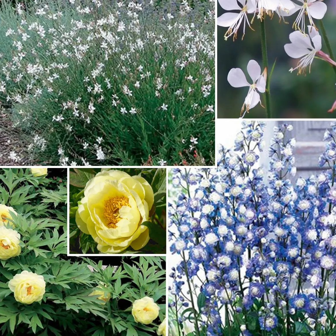 Collection de plantes vivaces aux couleurs tendres - Parfait pour jardins romantiques