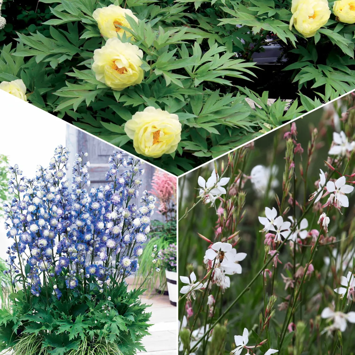Collection de plantes vivaces aux couleurs tendres - Parfait pour jardins romantiques
