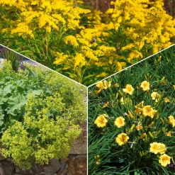 Collection de plantes vivaces à floraison jaune