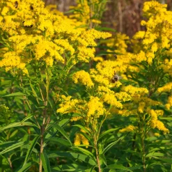Collection de plantes vivaces à floraison jaune