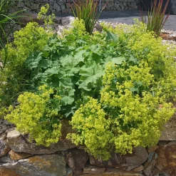 Collection de plantes vivaces à floraison jaune