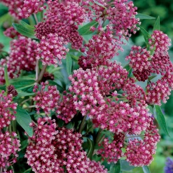 Collection de plantes vivaces pour jardin coloré - Attire les abeilles, parfait en massif