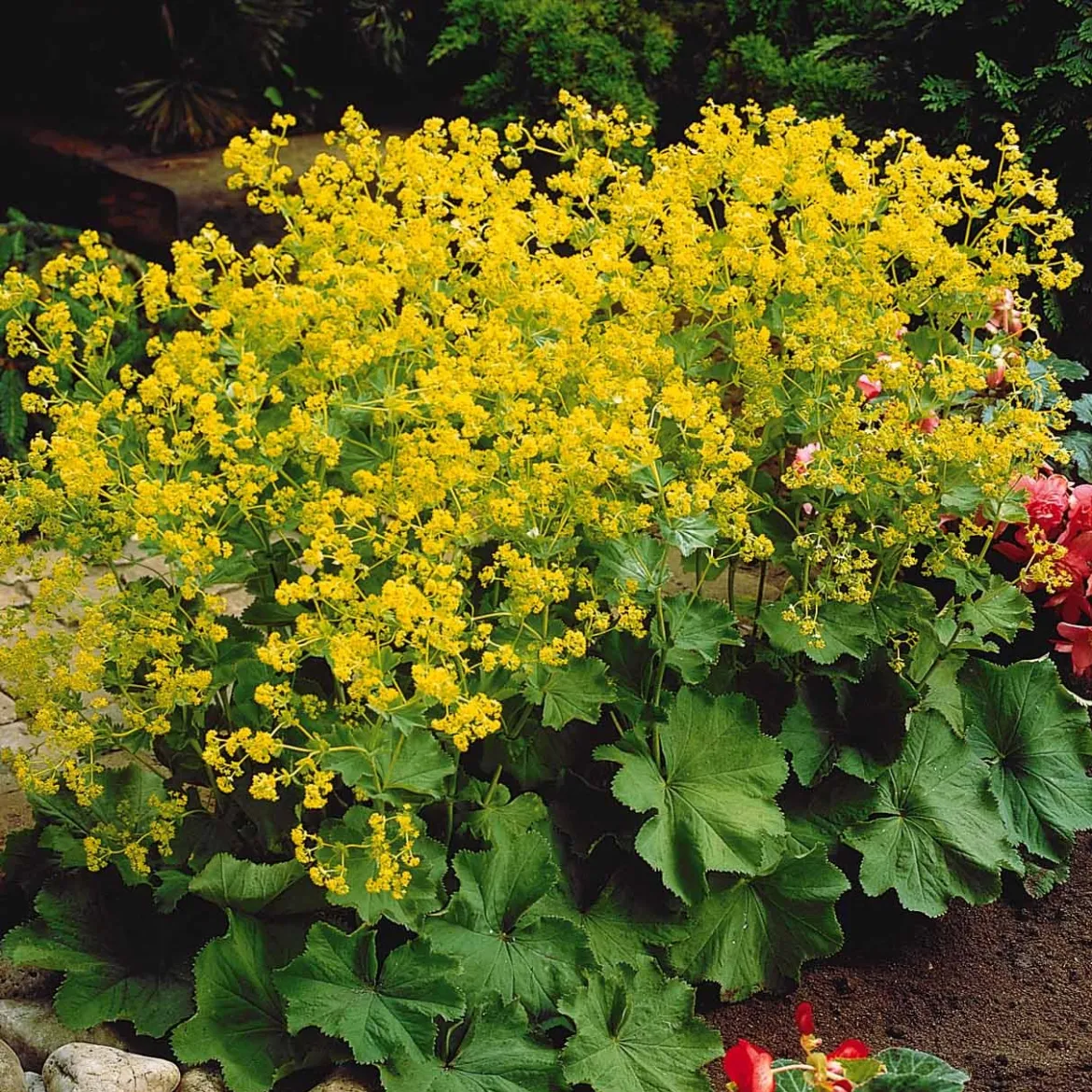 Collection de plantes vivaces pour jardin coloré - Attire les abeilles, parfait en massif