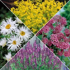 Collection de plantes vivaces pour jardin coloré - Attire les abeilles, parfait en massif