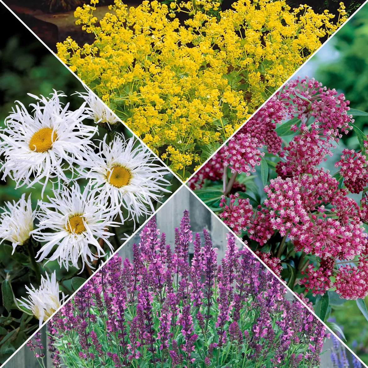 Collection de plantes vivaces pour jardin coloré - Attire les abeilles, parfait en massif
