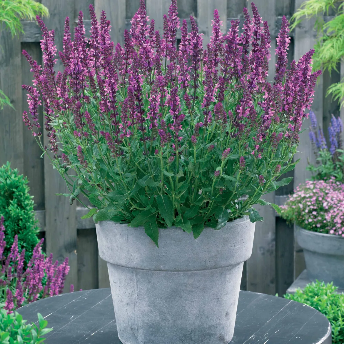 Collection de plantes vivaces pour jardin coloré - Attire les abeilles, parfait en massif