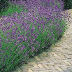 Collection de 6 plantes vivaces pour extérieur moderne - Élégance florale moderne