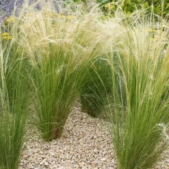Collection de 6 plantes vivaces pour extérieur moderne - Élégance florale moderne