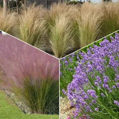 Collection de 6 plantes vivaces pour extérieur moderne - Élégance florale moderne