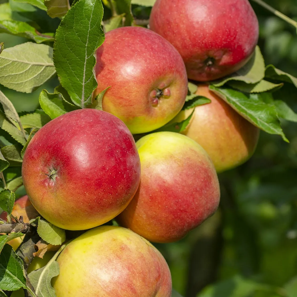Collection de Pommiers : Reine de reinettes, Gala, Golden Delicious - Succombez aux saveurs fruitées !