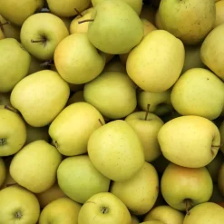 Collection de Pommiers : Reine de reinettes, Gala, Golden Delicious - Succombez aux saveurs fruitées !