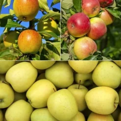 Collection de Pommiers : Reine de reinettes, Cox's, Golden Delicious - Variétés classiques pour vos desserts