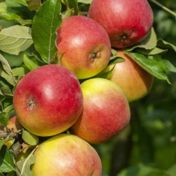Collection de Pommiers : Reine de reinettes, Cox's, Golden Delicious - Variétés classiques pour vos desserts