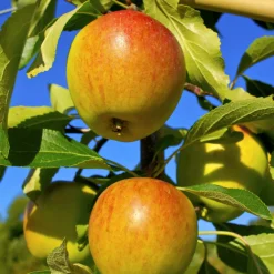 Collection de Pommiers : Reine de reinettes, Cox's, Golden Delicious - Variétés classiques pour vos desserts