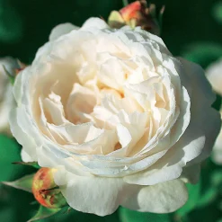 Collection de 2 Rosiers : Anglais Her's Ausgreen et Ausgreen's winne - Deux roses, un parfum unique