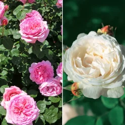Collection de 2 Rosiers : Anglais Her's Ausgreen et Ausgreen's winne - Deux roses, un parfum unique