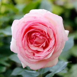 Collection de 2 Rosiers : Anglais Her's Ausgreen et Ausgreen's winne - Deux roses, un parfum unique