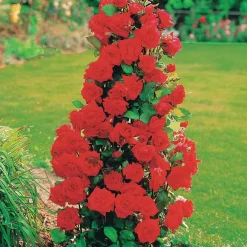 Collection de 4 Rosiers arbustes : Shalom, Korbin, Westerland, Handel - Un jardin fleuri tout l'été