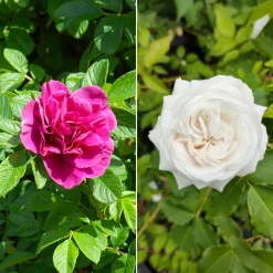 Collection de 2 Rosiers botaniques - Deux rosiers increvables
