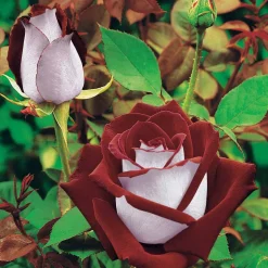 Collection de 3 Rosiers buissons : Osiria, Famosa, Double Delight - 3 parfums, un massif