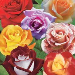 Collection de 7 Rosiers buissons - 7 couleurs, un massif en fête