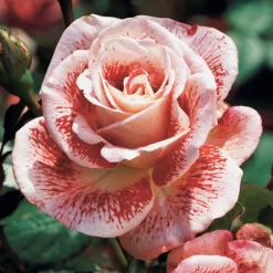 Collection de 7 Rosiers buissons - 7 couleurs, un massif en fête