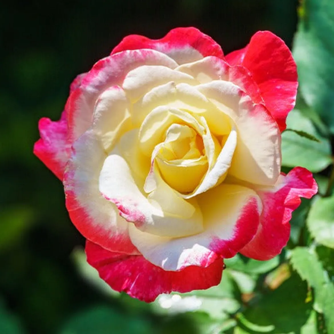 Collection de 7 Rosiers buissons - 7 couleurs, un massif en fête