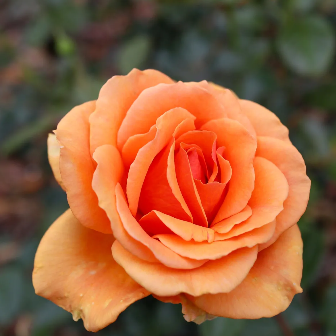 Collection de 7 Rosiers buissons - 7 couleurs, un massif en fête