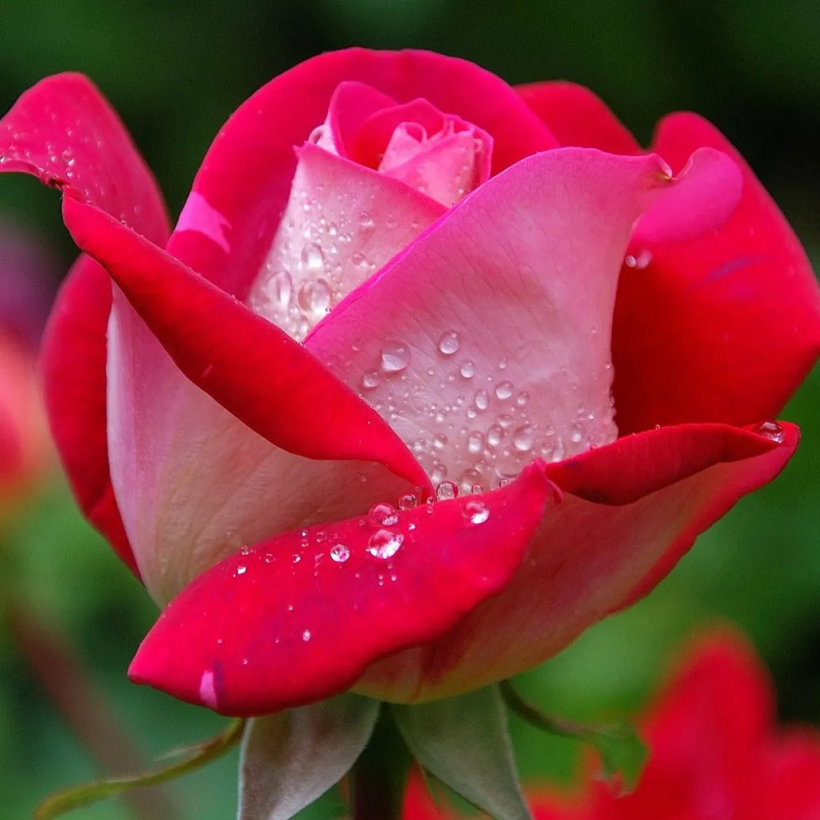 Collection de 7 Rosiers buissons - 7 couleurs, un massif en fête