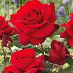 Collection de 7 Rosiers buissons - 7 couleurs, un massif en fête